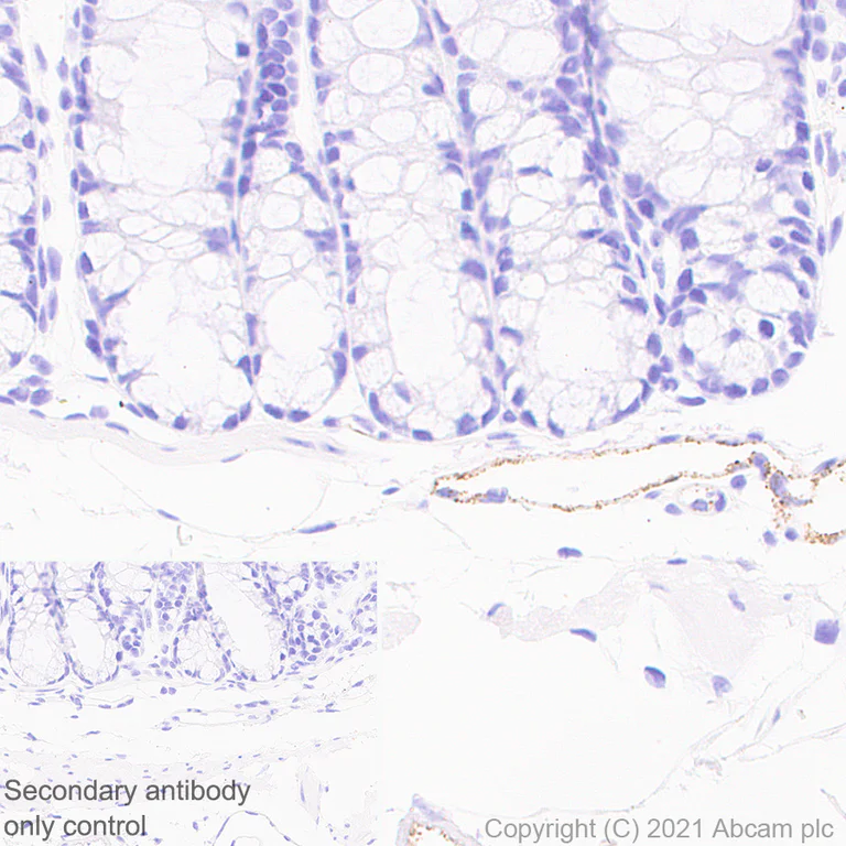 Immunohistochemistry (Formalin/PFA-fixed paraffin-embedded sections) - Anti-Von Willebrand Factor antibody [EPR25069-131] - BSA and Azide free (AB287967)