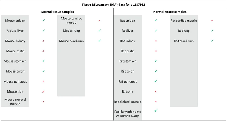 Immunohistochemistry (Formalin/PFA-fixed paraffin-embedded sections) - Anti-Von Willebrand Factor antibody [EPR25069-131] - BSA and Azide free (AB287967)