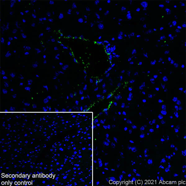 Immunohistochemistry (Frozen sections) - Anti-Von Willebrand Factor antibody [EPR25069-131] - BSA and Azide free (AB287967)
