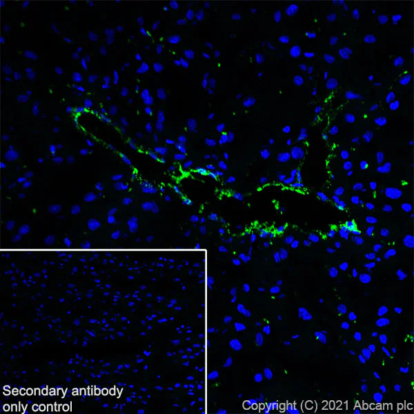 Immunohistochemistry (Frozen sections) - Anti-Von Willebrand Factor antibody [EPR25069-131] - BSA and Azide free (AB287967)
