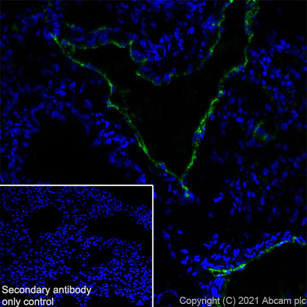 Immunohistochemistry (Frozen sections) - Anti-Von Willebrand Factor antibody [EPR25069-131] - BSA and Azide free (AB287967)
