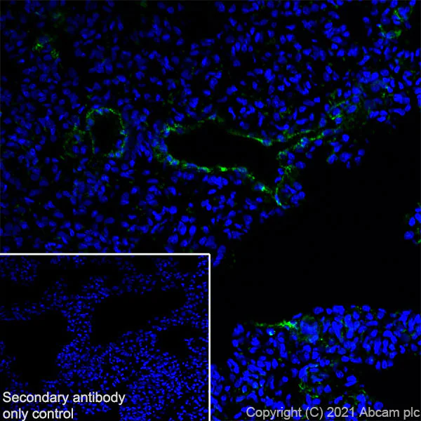 Immunohistochemistry (Frozen sections) - Anti-Von Willebrand Factor antibody [EPR25069-131] - BSA and Azide free (AB287967)