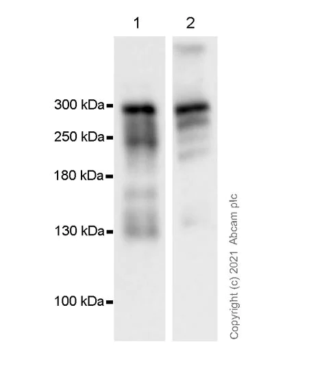 Western blot - Anti-Von Willebrand Factor antibody [EPR25069-131] - BSA and Azide free (AB287967)