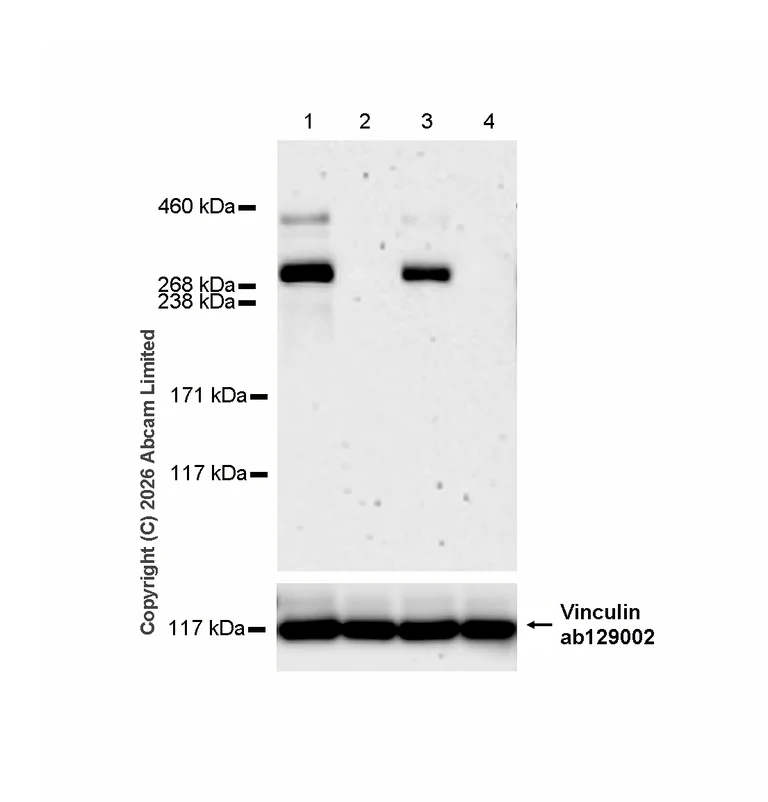 Western blot - Anti-Von Willebrand Factor antibody [EPR25069-131] - BSA and Azide free (AB287967)