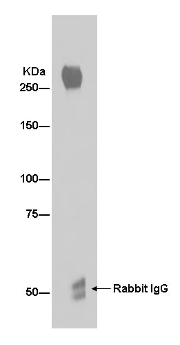 Immunoprecipitation - Anti-Von Willebrand Factor antibody [EPR2992(N)] - BSA and Azide free (AB250539)