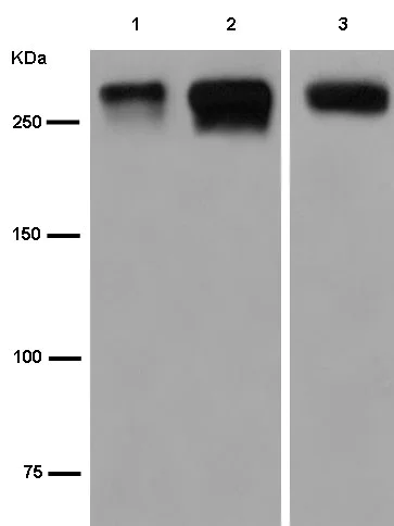 Western blot - Anti-Von Willebrand Factor antibody [EPR2992(N)] - BSA and Azide free (AB250539)
