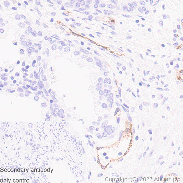 Immunohistochemistry (Formalin/PFA-fixed paraffin-embedded sections) - Anti-Von Willebrand Factor antibody [RM1068] (AB316979)