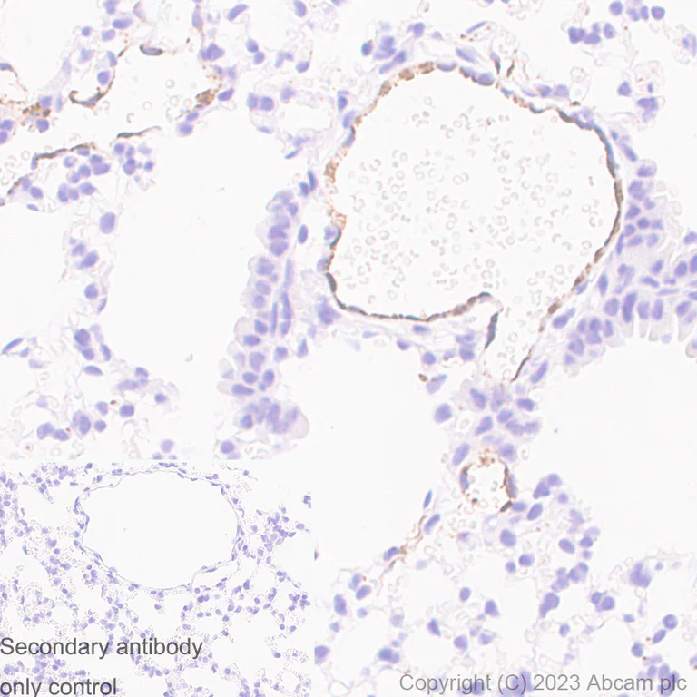 Immunohistochemistry (Formalin/PFA-fixed paraffin-embedded sections) - Anti-Von Willebrand Factor antibody [RM1068] (AB316979)