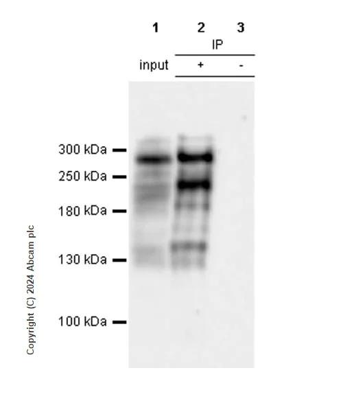 Immunoprecipitation - Anti-Von Willebrand Factor antibody [RM1068] (AB316979)