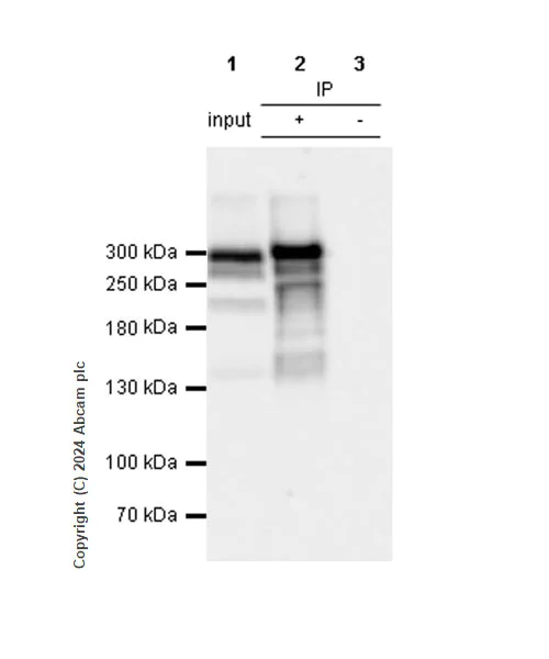 Immunoprecipitation - Anti-Von Willebrand Factor antibody [RM1068] (AB316979)