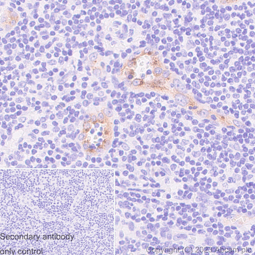 Immunohistochemistry (Formalin/PFA-fixed paraffin-embedded sections) - Anti-Von Willebrand Factor antibody [RM1068] - BSA and Azide free (ab316980), expandable thumbnail