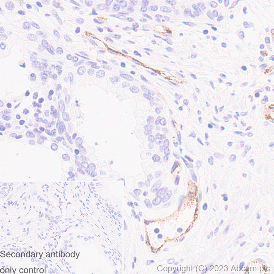 Immunohistochemistry (Formalin/PFA-fixed paraffin-embedded sections) - Anti-Von Willebrand Factor antibody [RM1068] - BSA and Azide free (ab316980), expandable thumbnail