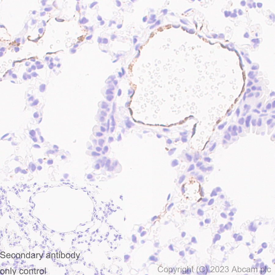 Immunohistochemistry (Formalin/PFA-fixed paraffin-embedded sections) - Anti-Von Willebrand Factor antibody [RM1068] - BSA and Azide free (ab316980), expandable thumbnail