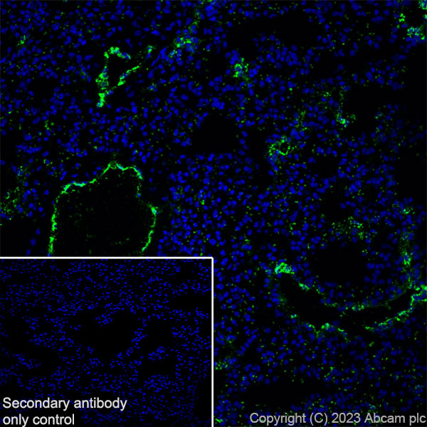 Immunohistochemistry (Frozen sections) - Anti-Von Willebrand Factor antibody [RM1068] - BSA and Azide free (ab316980), expandable thumbnail