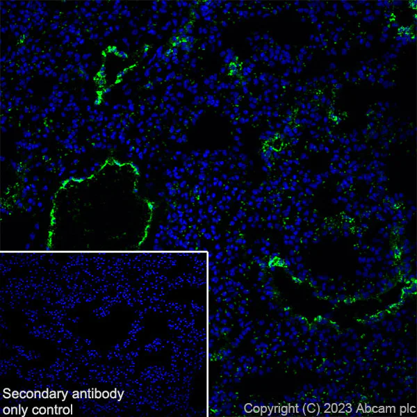 Immunohistochemistry (Frozen sections) - Anti-Von Willebrand Factor antibody [RM1068] - BSA and Azide free (AB316980)