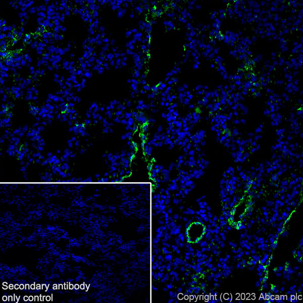 Immunohistochemistry (Frozen sections) - Anti-Von Willebrand Factor antibody [RM1068] - BSA and Azide free (AB316980), expandable thumbnail