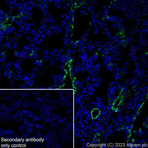 Immunohistochemistry (Frozen sections) - Anti-Von Willebrand Factor antibody [RM1068] - BSA and Azide free (AB316980)
