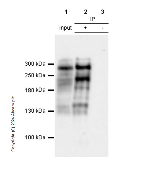 Immunoprecipitation - Anti-Von Willebrand Factor antibody [RM1068] - BSA and Azide free (ab316980), expandable thumbnail