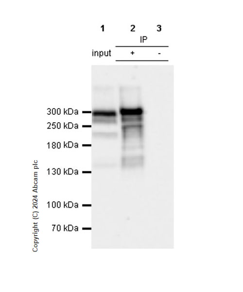 Immunoprecipitation - Anti-Von Willebrand Factor antibody [RM1068] - BSA and Azide free (ab316980), expandable thumbnail