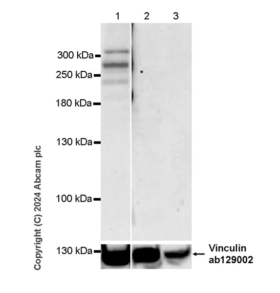 Western blot - Anti-Von Willebrand Factor antibody [RM1068] - BSA and Azide free (AB316980)