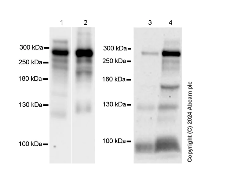 Western blot - Anti-Von Willebrand Factor antibody [RM1068] - BSA and Azide free (AB316980)