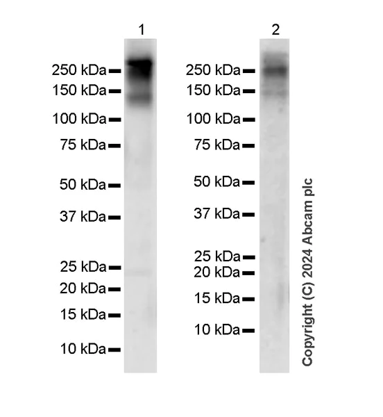 Western blot - Anti-Von Willebrand Factor antibody [RM1068] - BSA and Azide free (AB316980)