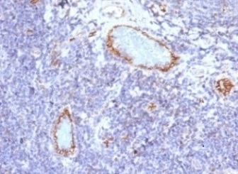 Immunohistochemistry (Formalin/PFA-fixed paraffin-embedded sections) - Anti-Von Willebrand Factor antibody [VWF/1465] - BSA and Azide free (AB269750)
