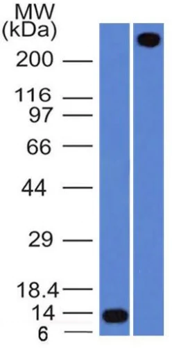 Western blot - Anti-Von Willebrand Factor antibody [VWF/1465] - BSA and Azide free (AB269750)