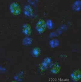 Immunohistochemistry (Formalin/PFA-fixed paraffin-embedded sections) - Anti-VP16 tag antibody (AB4808)