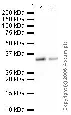 Western blot - Anti-VP16 tag antibody (AB4808)