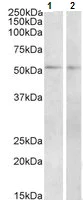 Western blot - Anti-VPAC1 antibody (AB123517)