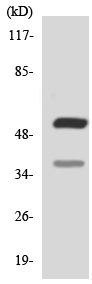 Western blot - Anti-VPAC1 antibody (AB138260)
