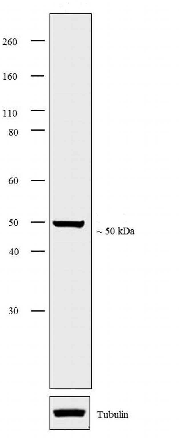 Western blot - Anti-VPAC2 antibody (AB28624), expandable thumbnail
