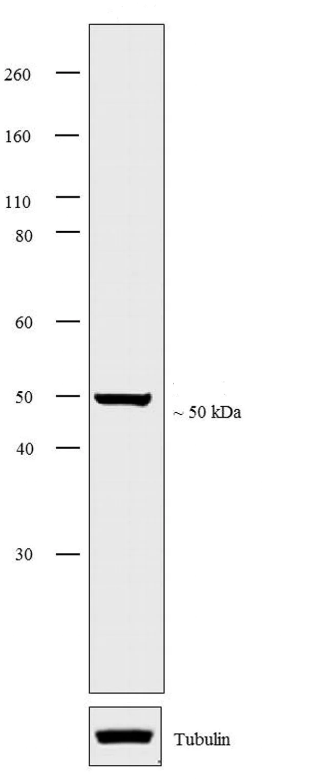 Western blot - Anti-VPAC2 antibody (AB28624)