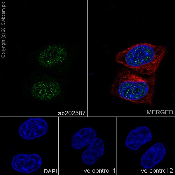 Immunocytochemistry/ Immunofluorescence - Anti-VPRBP antibody [EPR16012] - BSA and Azide free (AB251381), expandable thumbnail