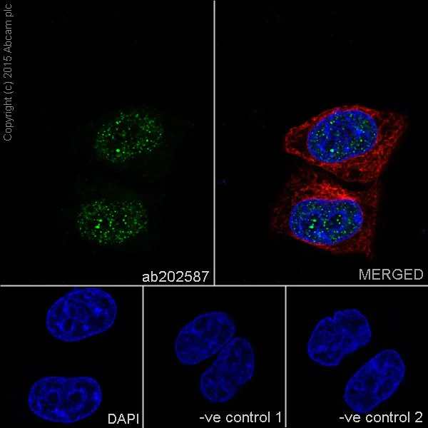 Immunocytochemistry/ Immunofluorescence - Anti-VPRBP antibody [EPR16012] - BSA and Azide free (AB251381)