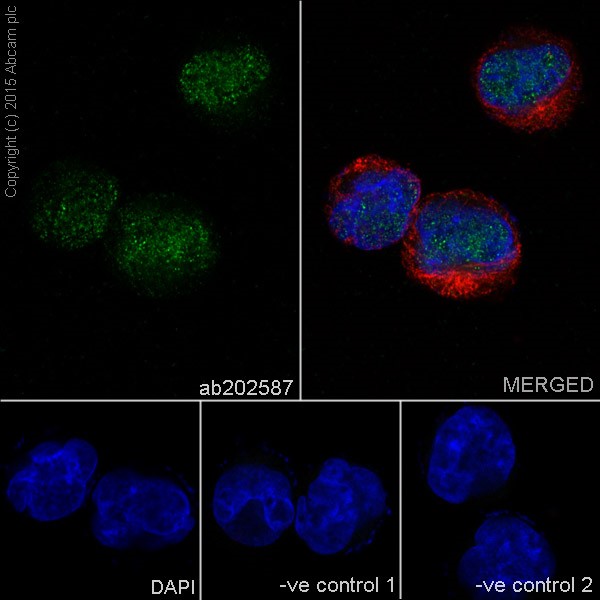 Immunocytochemistry/ Immunofluorescence - Anti-VPRBP antibody [EPR16012] - BSA and Azide free (AB251381), expandable thumbnail