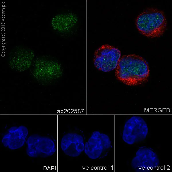 Immunocytochemistry/ Immunofluorescence - Anti-VPRBP antibody [EPR16012] - BSA and Azide free (AB251381)