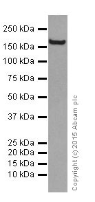 Western blot - Anti-VPRBP antibody [EPR16012] - BSA and Azide free (AB251381), expandable thumbnail