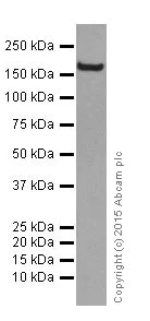 Western blot - Anti-VPRBP antibody [EPR16012] - BSA and Azide free (AB251381)