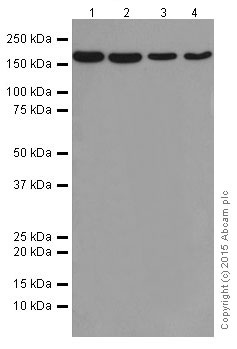 Western blot - Anti-VPRBP antibody [EPR16012] - BSA and Azide free (AB251381), expandable thumbnail