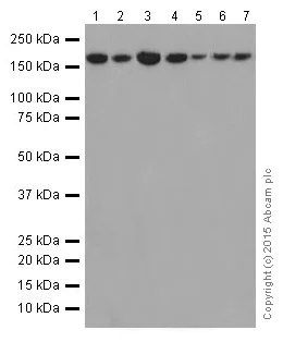 Western blot - Anti-VPRBP antibody [EPR16012] - BSA and Azide free (AB251381)