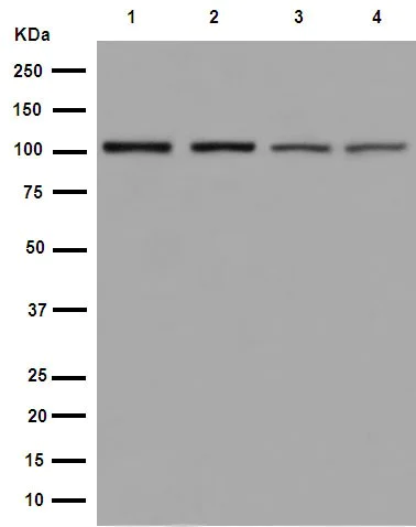 Western blot - Anti-VPS11 antibody [EPR10344(2)] (AB189920)