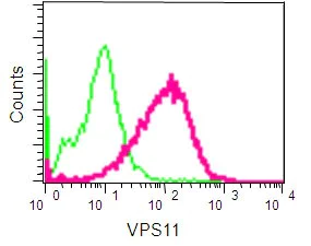Flow Cytometry (Intracellular) - Anti-VPS11 antibody [EPR10344(2)] - BSA and Azide free (AB251005)