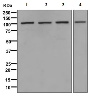 Western blot - Anti-VPS11 antibody [EPR10345] - BSA and Azide free (AB249551)