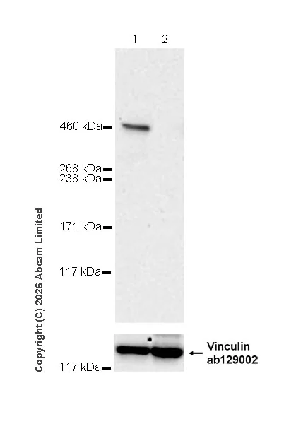 Western blot - Anti-VPS13C antibody [MJF-D29760-77] - BSA and Azide free (AB326052)