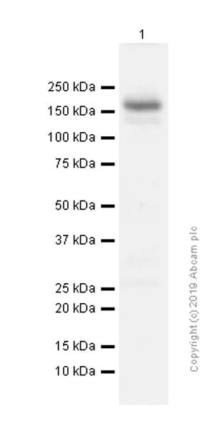 Western blot - Anti-VPS15 antibody [EPR5302(2)] - BSA and Azide free (AB248210)