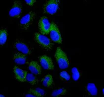 Immunocytochemistry/ Immunofluorescence - Anti-VPS18 antibody [EPR13379] - BSA and Azide free (AB250063)