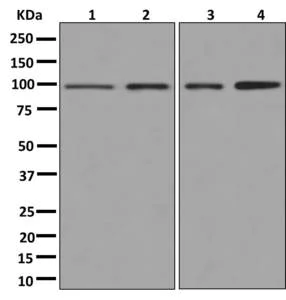 Western blot - Anti-VPS18 antibody [EPR13379] - BSA and Azide free (AB250063)