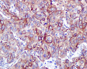Immunohistochemistry (Formalin/PFA-fixed paraffin-embedded sections) - Anti-VPS24 antibody [EPR12821] - BSA and Azide free (AB249897)
